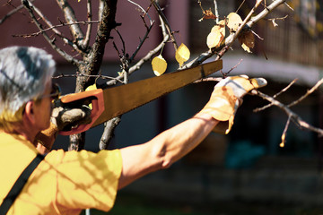 Man pruning tree cutting old branches with a saw