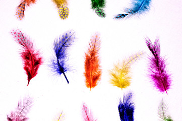 decorative colored feathers with polka dot print