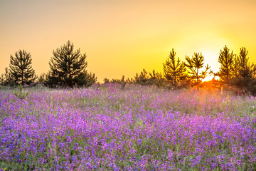 amazing spring landscape with  flowering purple flowers in meadow and sunrise. wild scenery with blurred foreground 