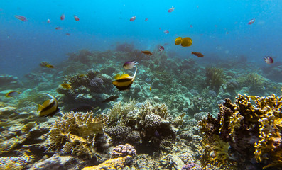 Fototapeta na wymiar Amazing underwater world at the coral reefs of Soma Bay