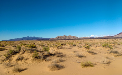 Fototapeta na wymiar Sonora desert landscape