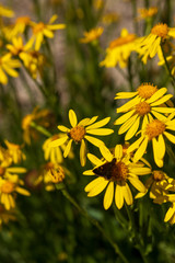 yellow flowers in the garden