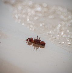 crab roaming  in beach...