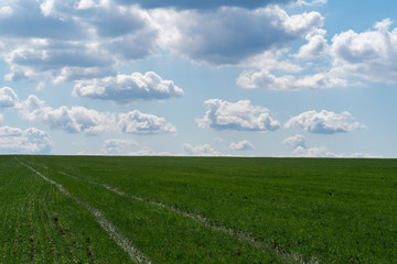 Agricultural field with young green wheat