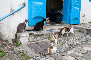 Gatos junto a una puerta en Tánger