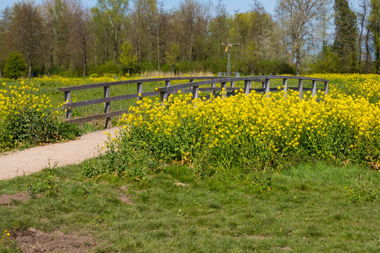 forest and wooden bridge with yellow rapeseed or oilseed