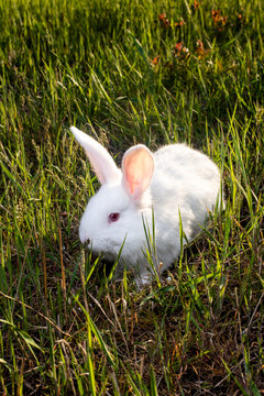 The Pannon White rabbit sits on the green grass. Meat large broiler bunny.