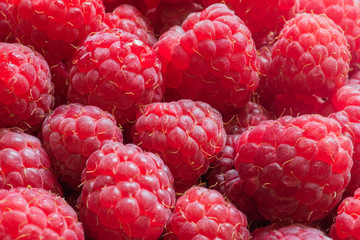 Delicious red raspberries. Summer berries. Ripe raspberry fruits macro. Natural background. Selective focus. Fruit background with copy space. Harvest concept of summer and berries. Vegan, vegetarian.