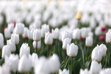 White and yellow tulips