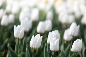 White and yellow tulips