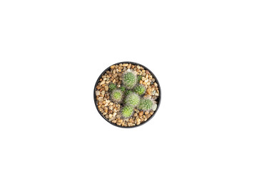 Obraz na płótnie Canvas Close up top view Mammillaria cactus in black pot isolate on white background with clipping path.