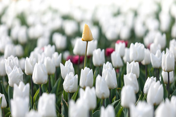 White and yellow tulips