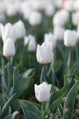 White and yellow tulips