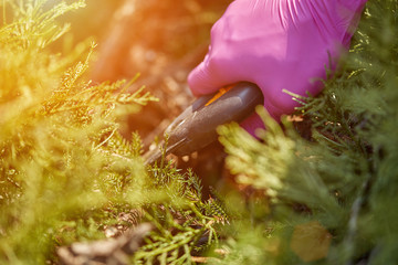 Hands of gardener in purple gloves are trimming the overgrown green shrub with pruning shears on...