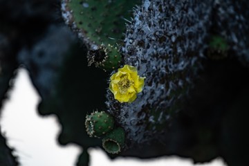 cactus flower