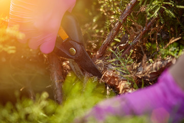 Hands of grower in pink gloves are trimming a twigs of overgrown green shrub using pruning shears....