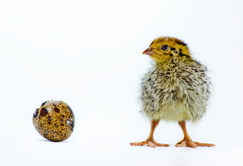 Just hatched nestling quail of yellow strain