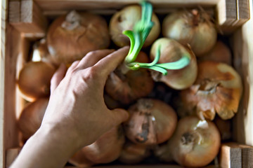 Some onions in the wooden box with one green onion and hand taking it