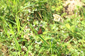 Little butterfly on the green field