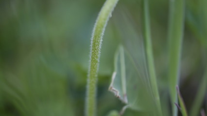 dew on grass