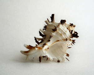 shell isolated on white background