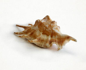
shell isolated on white background