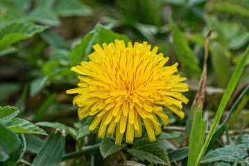 one large blooming yellow bud of a wild dandelion flower among green vegetation in a spring park