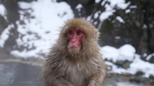 Cute red face monkey bathing in japanse hot springs during winter