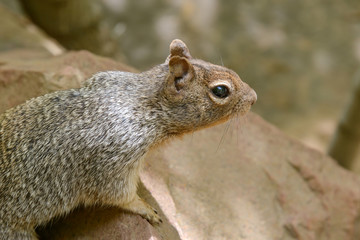 Eichhörnchen