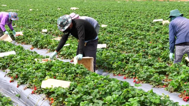 Farm workers picking ripe Strawberries and putting them in small white boxes.