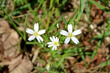 Fototapeta na wymiar White spring flowers in the forest