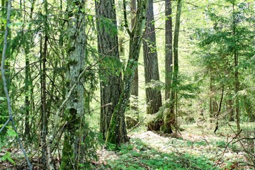 Forest in the morning