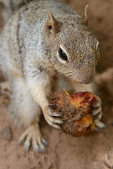 Obraz premium Eichhörnchen