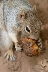 Obraz premium Eichhörnchen