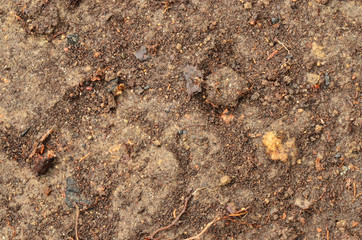 Wet garden soil
