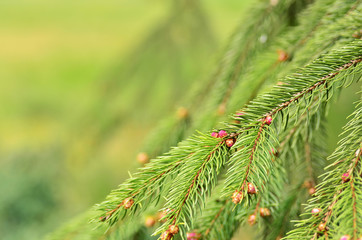 Pine tree green background