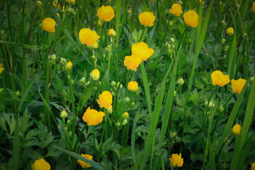 small yellow bright wild flowers on a background of green juicy grass