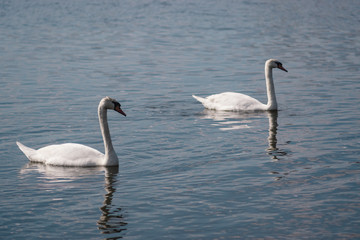 two white swans in a pond, Swan lake