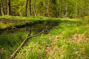 landscape at the river Schwarza in Thuringia near Schwarzburg