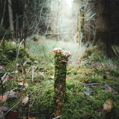 mushrooms in the forest