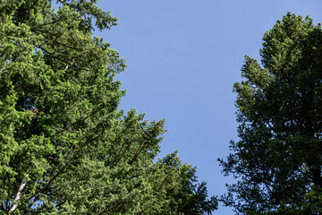 looking up into the blue sky through green crown of trees.