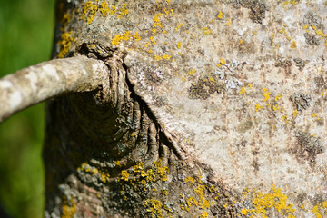 Close up view of the bark of the walnut tree