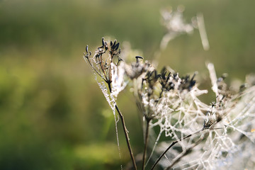 trap of cobwebs in the grass in a field at dawn close up