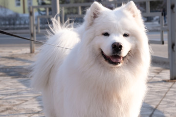 American Eskimo Dog looking up at the camera