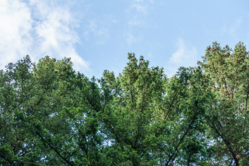 looking up into the blue sky through green crown of trees.