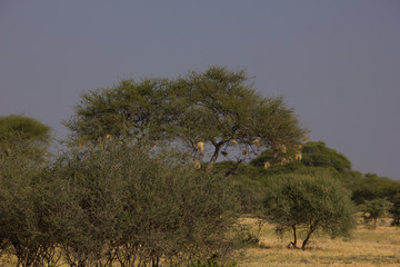 Babobab with bird's nest in the african savannah