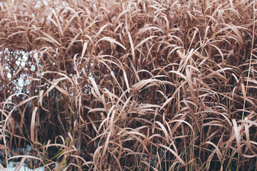 Dry grass background