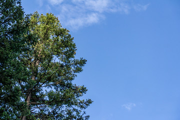 looking up into the blue sky through green crown of trees.