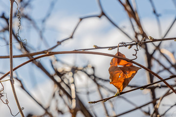Dry orange alone leaf of girlish grape is on a blue blurred background in a park in spring