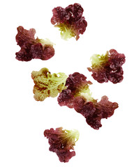 Falling Red Oak Lettuce leaf, salad, isolated on white background, clipping path, full depth of field